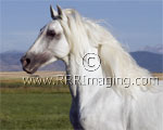 T_gray-head-2669.jpg